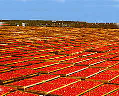 BB-3672-3V sun drying tomatoes